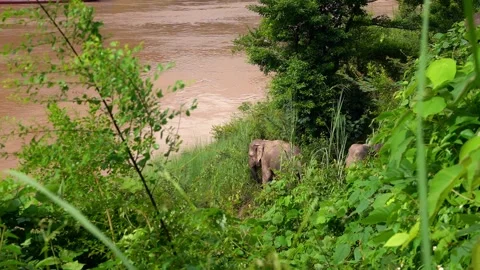 Elephants walking through lush green vegetation natural environment Stock Footage 342335231