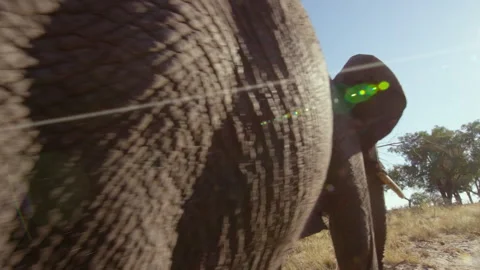 Elephants walking through Okavango Delta in the warm sunlight Stock Footage 326018416