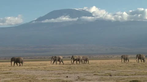 Elephants walking through a park with kilimanjaro in the back ground. Stock Footage