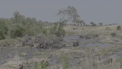 Elephants walking through river Stock Footage 131244434