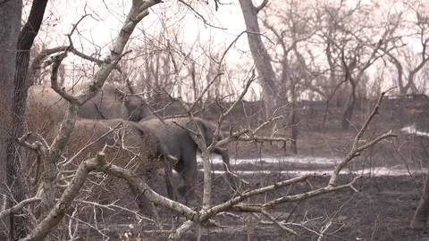 Elephants walking through shot. Stock Footage