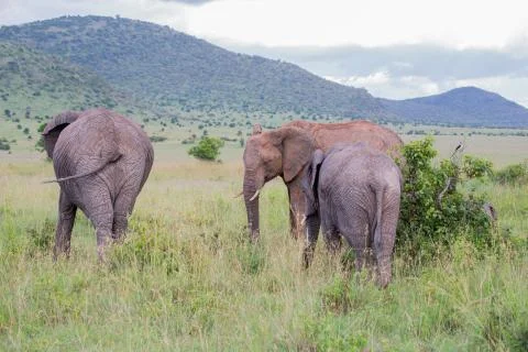 Elephants walking together side by side in African grasslands Stock Photos