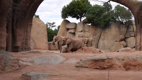 Elephants Walking Under Baobab Trees in Naturalistic Zoo Habitat Video stock 313620256