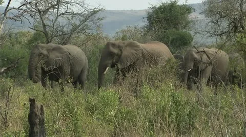 Elephants walking in the veld Stock Footage 12363982