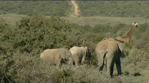 Elephants watch giraffe running Stock Footage 90372035