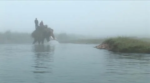 Elephants in water-1 Stock Footage 10498315