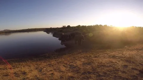 Elephants at the water. Stock Footage 80033902