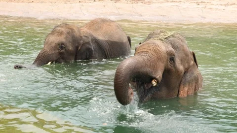 Elephants in the water Stock Footage 280367750