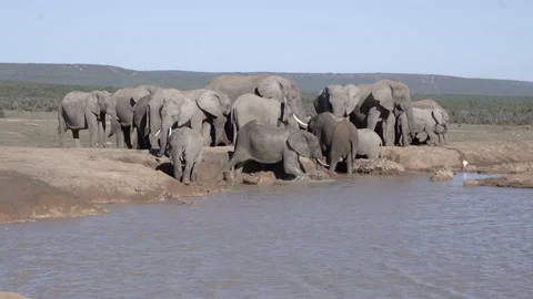 Elephants at the water hole Stock Footage 148181171