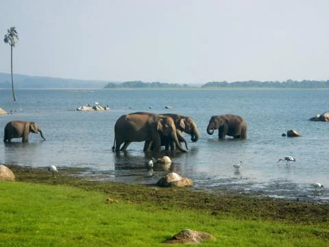 Elephants in the water Stock Photos
