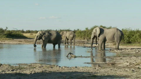 Elephants at a waterhole 库存影片 396573