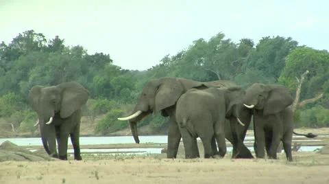 Elephants at waterhole Stock Footage 10828580