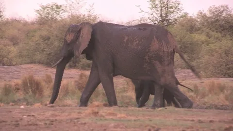 Elephants at waterhole Video stock 84272751