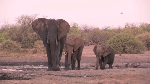 Elephants at waterhole Video stock 84273134