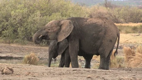 Elephants at waterhole Video stock 84273155