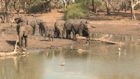 Elephants at waterhole Video stock 84291533