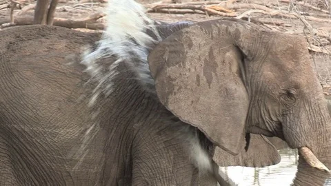 Elephants at waterhole Video stock 84291695