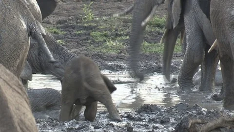Elephants at waterhole Video stock 84292205