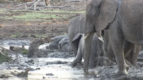 Elephants at waterhole Video stock 84292438
