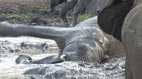 Elephants at waterhole Video stock 84292969