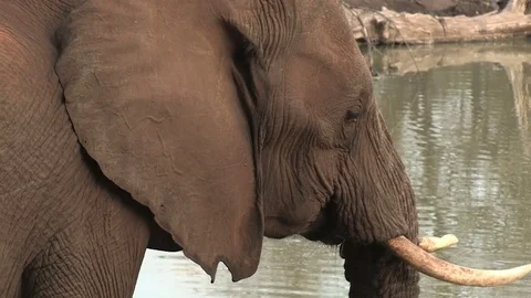 Elephants at waterhole Video stock 84294035