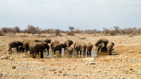 Elephants in Waterhole Stock Footage 90224023