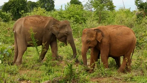 Elephants in the wild Stock Footage 91376014