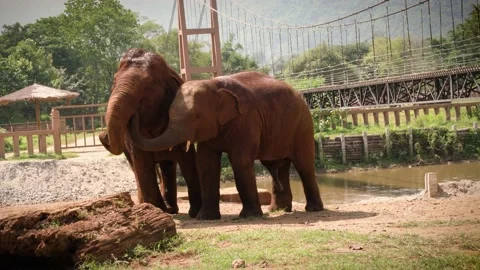 Elephants in the wild Stock Footage