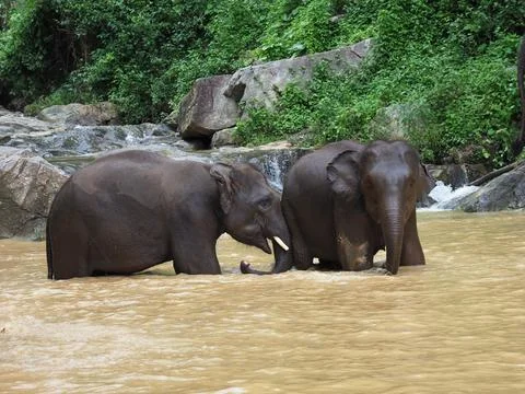 Elephants, wild herd taking a bath and playing togetter Foto stock