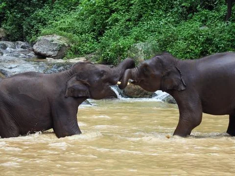 Elephants, wild herd taking a bath and playing togetter Foto stock
