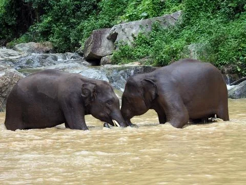 Elephants, wild herd taking a bath and playing togetter Foto stock