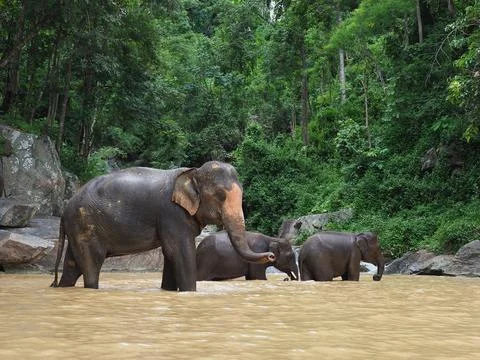 Elephants, wild herd taking a bath at a lake Foto stock