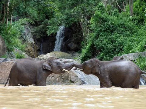 Elephants, wild herd taking a bath and playing togetter Stock Photos