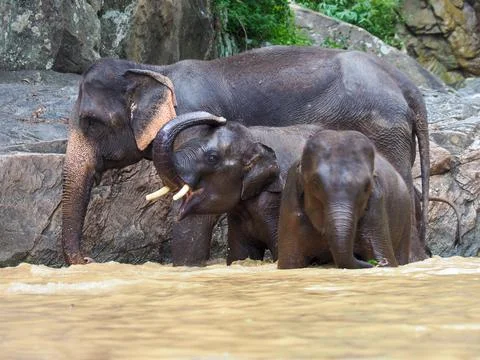 Elephants, wild herd taking a bath at a lake Photos