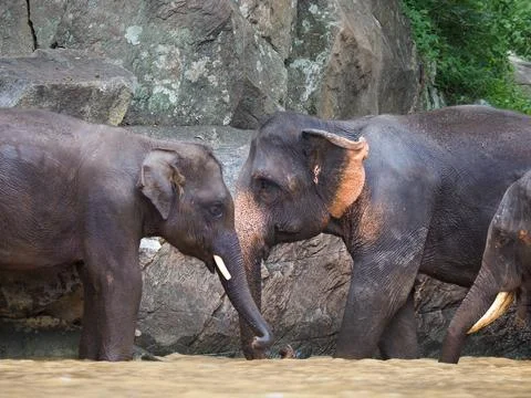 Elephants, wild herd taking a bath and playing togetter Foto stock