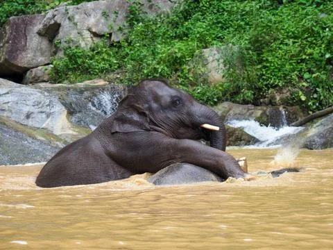 Elephants, wild herd taking a bath and playing togetter Foto stock
