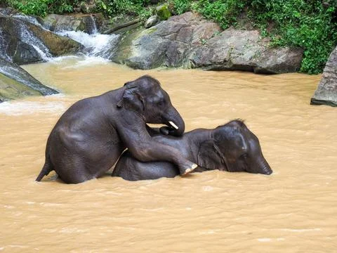 Elephants, wild herd taking a bath and playing togetter Foto stock