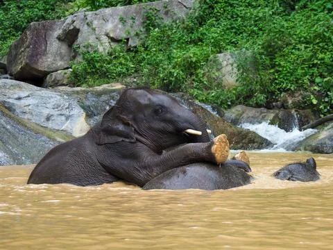 Elephants, wild herd taking a bath and playing togetter Foto stock