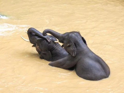 Elephants, wild herd taking a bath and playing togetter Stock Photos