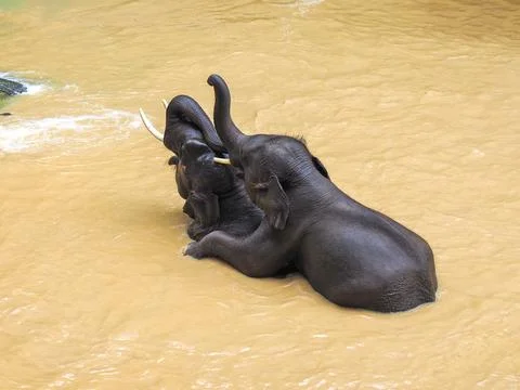 Elephants, wild herd taking a bath and playing togetter Foto stock