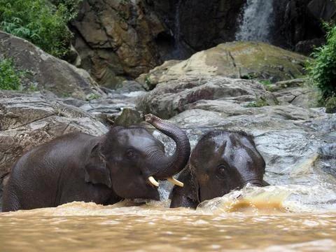 Elephants, wild herd taking a bath and playing togetter Foto stock