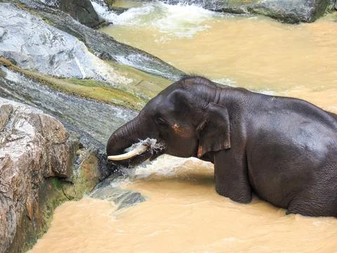 Elephants, wild herd taking a bath and drink water Foto stock