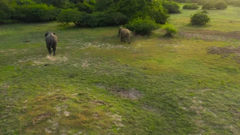 Elephants in the wild in Sri Lanka. Stock Footage 172466909
