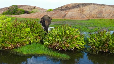 Elephants in the wild in Sri Lanka. Stock Footage 236515027
