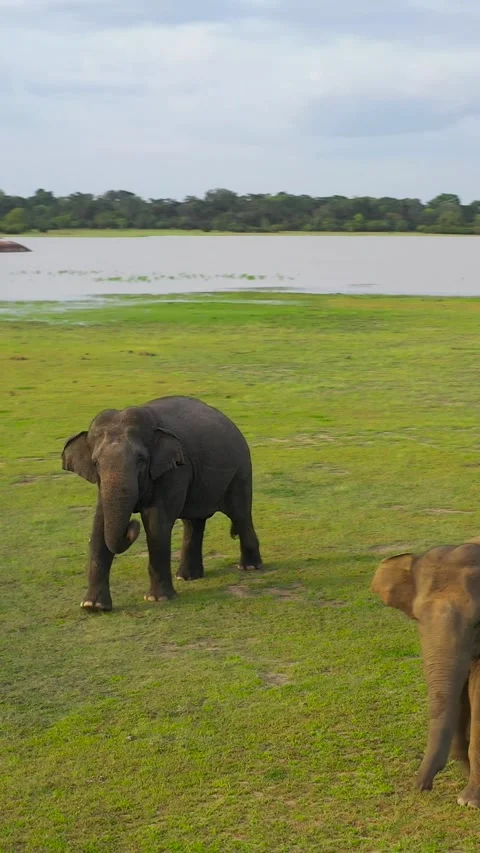 Elephants in the wild in Sri Lanka. Stock Footage 342832640