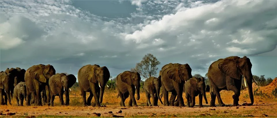 Elephants within a stormcloud Stock Photos