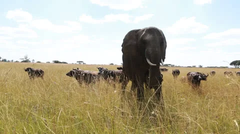 Elephants  in Zimbabwe in Africa Vídeo Stock 24677853