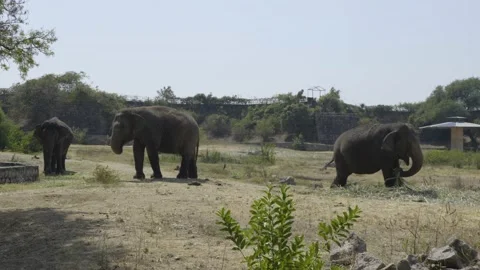 Elephants in the zoo 4k 60p Stock Footage 234004133