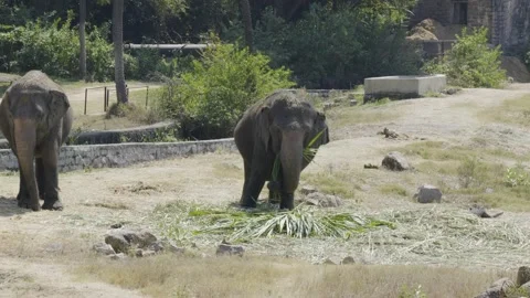 Elephants in the zoo captivity eating Stock Footage 234003960