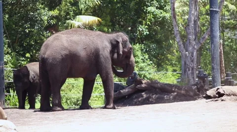 Elephants in the Zoo Stock Footage 41954405